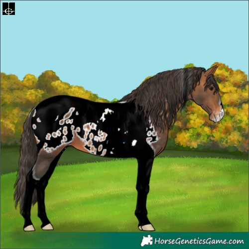 Horse Color:Bay Tobiano Appaloosa