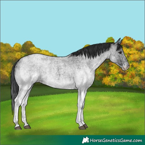Horse Color:White Spotted Blue Roan 