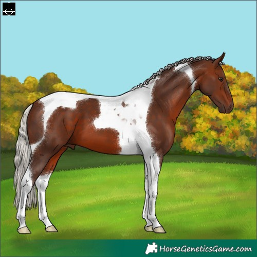 Horse Color:Silver Brown Tobiano