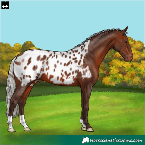 Horse Color:Silver Brown Near Leopard 