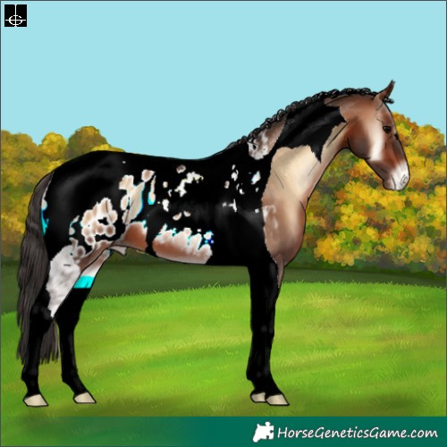 Horse Color:Brown Onyx Tobiano Appaloosa 