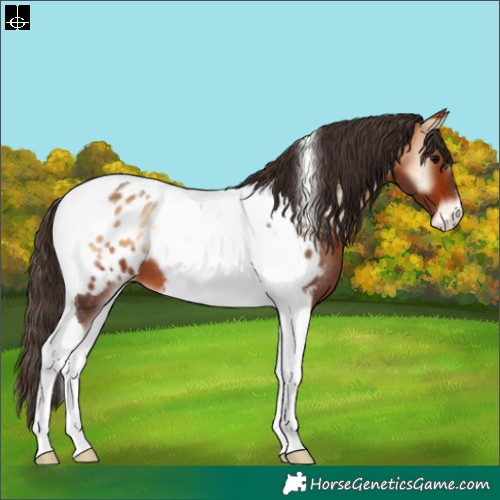 Horse Color:Bay Onyx Tobiano Appaloosa