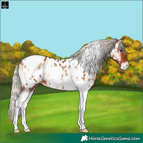 Horse Color:Silver Bay Onyx Tobiano Appaloosa