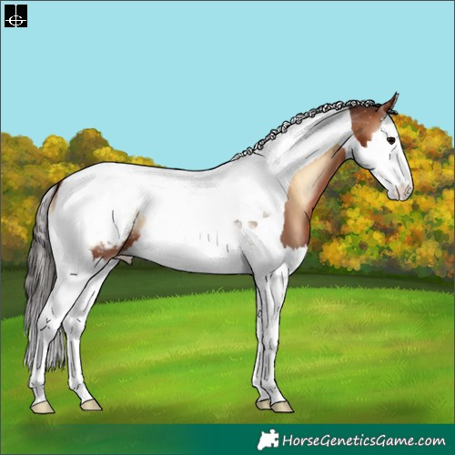 Horse Color:Bay Onyx Splash Tobiano Appaloosa