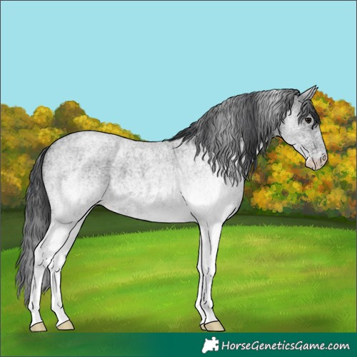 Horse Color:White Spotted Blue Roan 