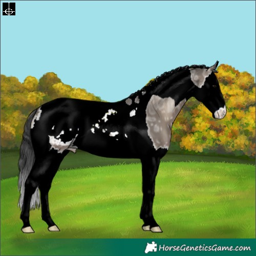 Horse Color:Grullo Ice Onyx Splash Tobiano Appaloosa