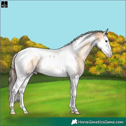 Horse Color:Bay Onyx Splash Tobiano Appaloosa Rabicano