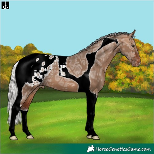 Horse Color:Silver Bay Ice Dun Tobiano Appaloosa