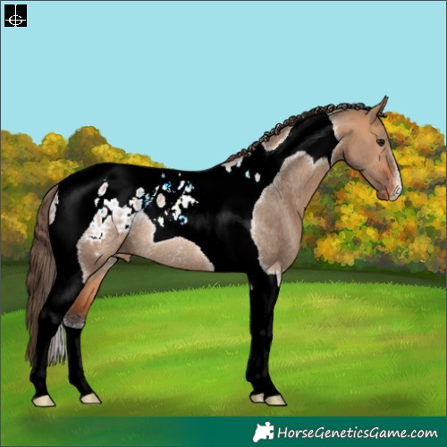 Horse Color:Bay Dun Tobiano Blanket Rabicano