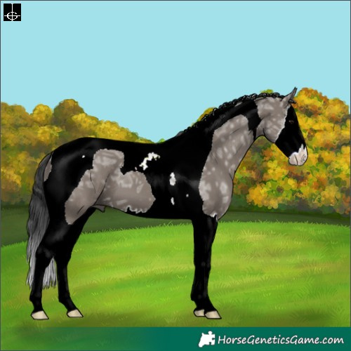 Horse Color:Grullo Ice Splash Tobiano