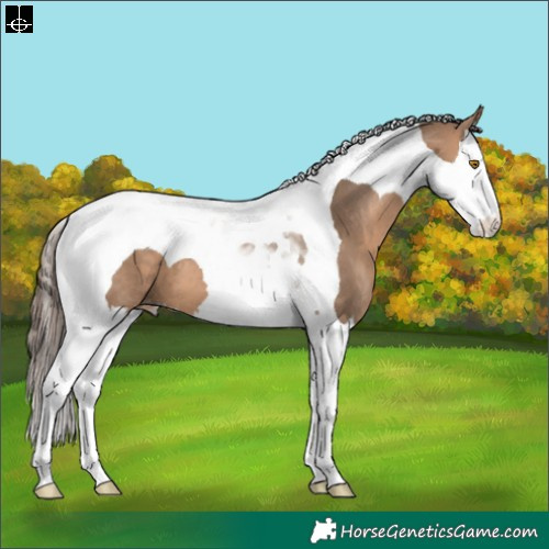 Horse Color:Bay Dun Splash Tobiano Appaloosa 