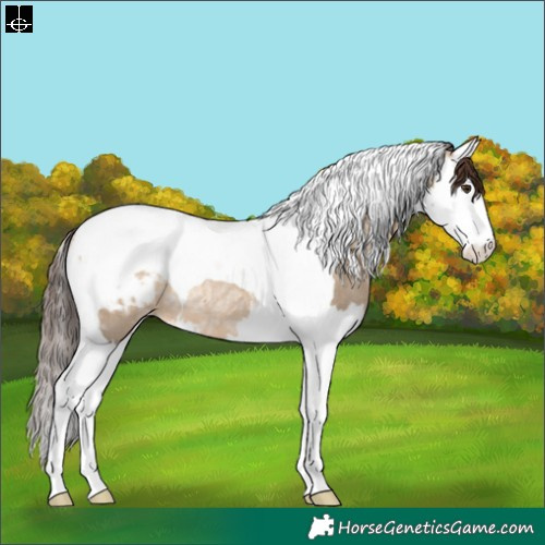Horse Color:Bay Ice Dun Splash Tobiano Blanket Rabicano