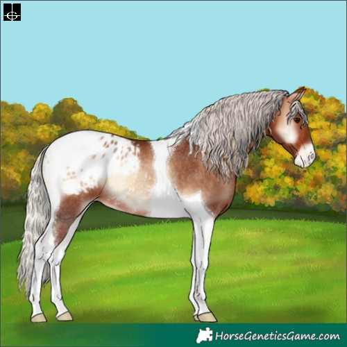 Horse Color:Silver Brown Onyx Tobiano Blanket Rabicano 