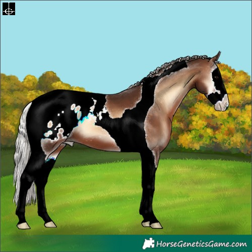 Horse Color:Silver Brown Onyx Splash Tobiano Appaloosa 