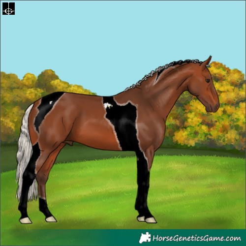 Horse Color:Silver Brown Tobiano