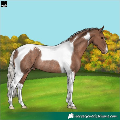 Horse Color:Silver Black Tobiano Appaloosa Rabicano 