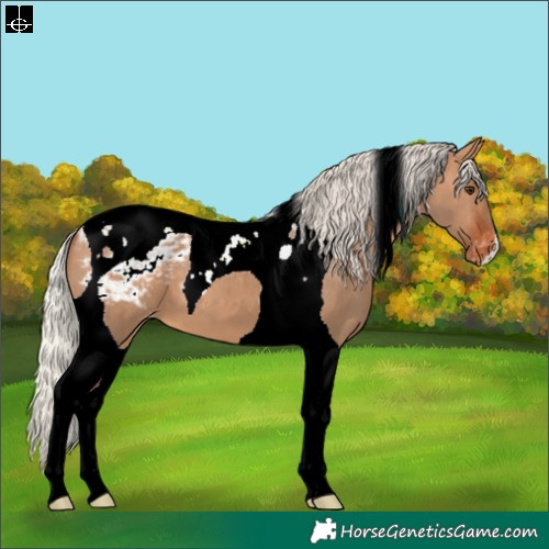 Horse Color:Silver Brown Dun Tobiano Appaloosa 