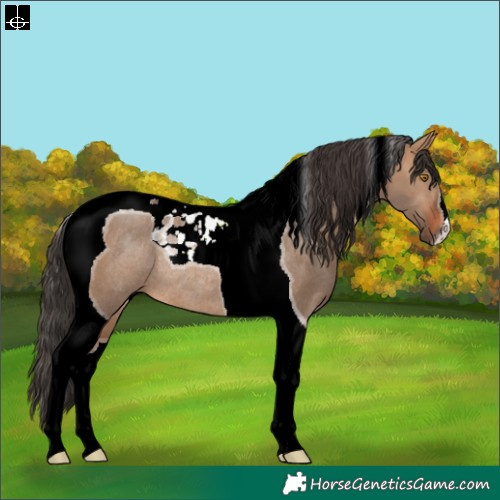 Horse Color:Bay Dun Tobiano Rabicano 