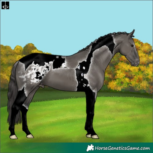 Horse Color:Grullo Tobiano Appaloosa