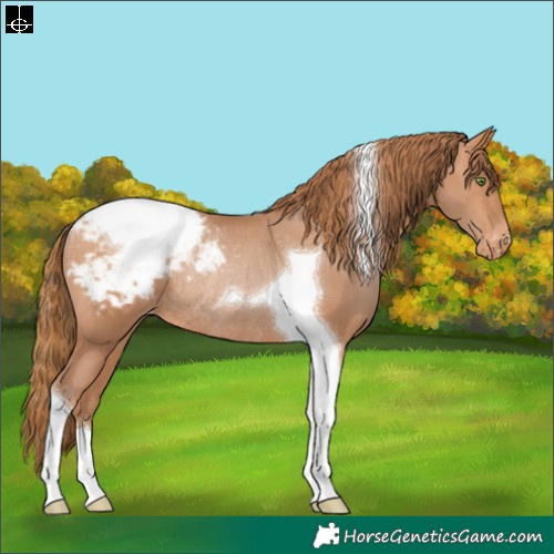 Horse Color:Brown Pearl Tobiano Appaloosa Rabicano 