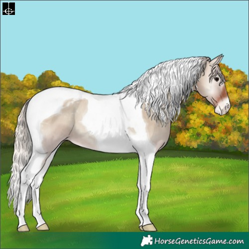 Horse Color:Silver Grullo Onyx Tobiano Appaloosa