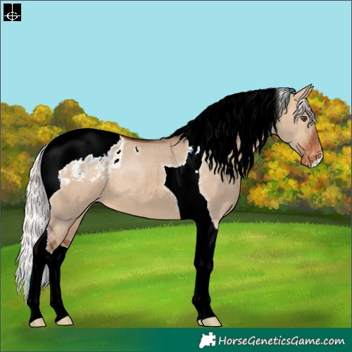 Horse Color:Silver Brown Dun Tobiano Appaloosa