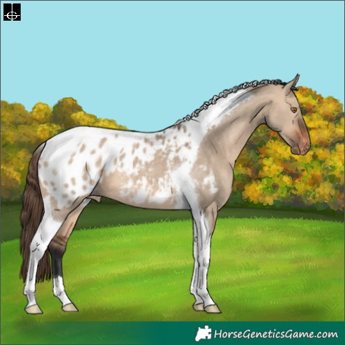 Horse Color:Bay Dun Tobiano Appaloosa 