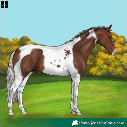 Horse Color:Silver Brown Tobiano 