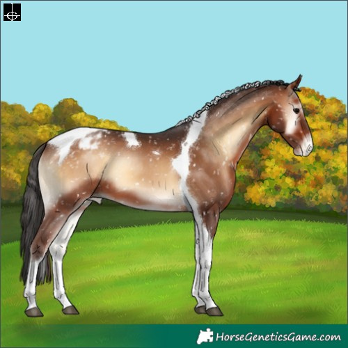 Horse Color:Brown Onyx Tobiano Appaloosa 