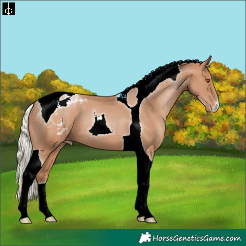 Horse Color:Silver Black Pearl Tobiano Appaloosa 