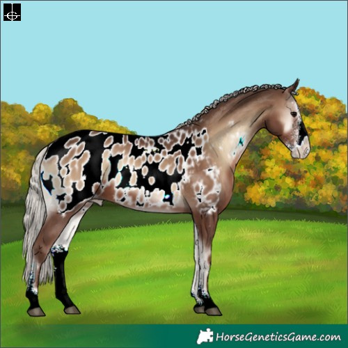 Horse Color:Silver Blue Onyx Sabino Appaloosa 