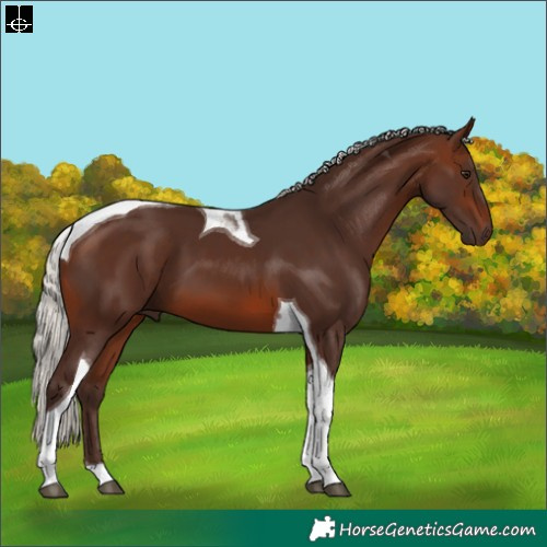 Horse Color:Silver Brown Tobiano 