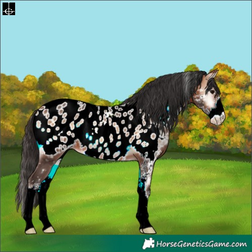 Horse Color:Bay Onyx Sabino Appaloosa