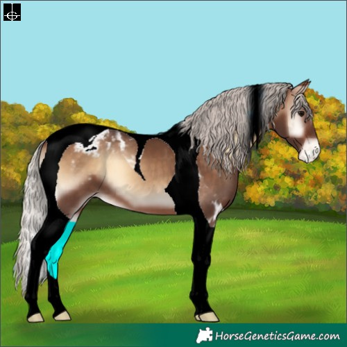 Horse Color:Silver Brown Onyx Tobiano Appaloosa