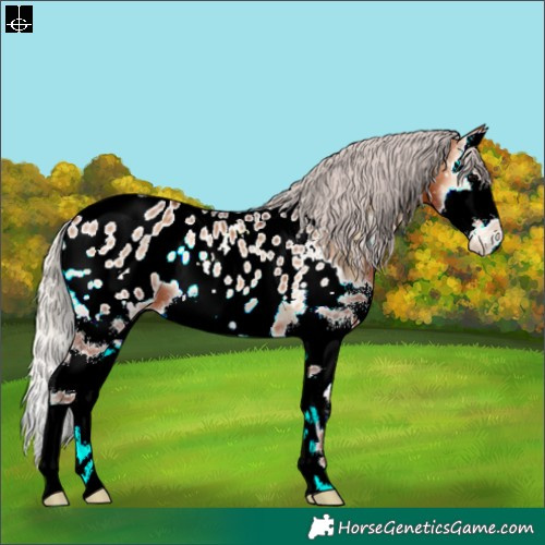 Horse Color:Silver Bay Onyx Splash Appaloosa 