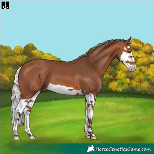 Horse Color:Silver Brown Splash 