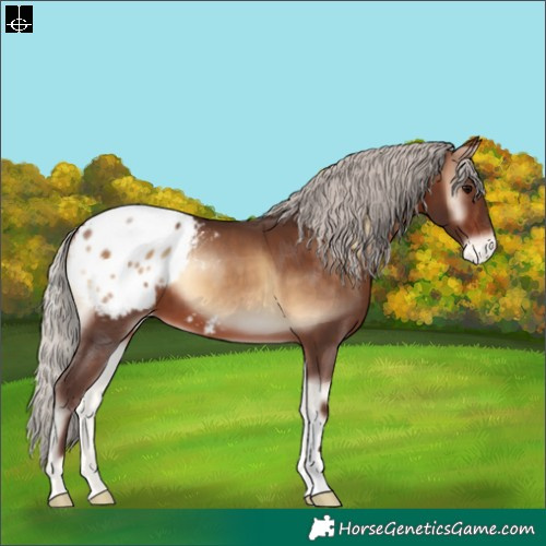 Horse Color:Silver Brown Onyx Appaloosa