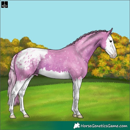 Horse Color:Watercolor Bay Splash Appaloosa 