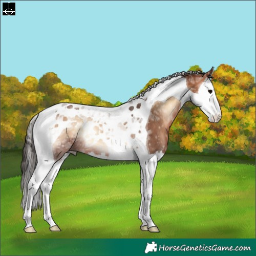 Horse Color:Bay Ice Onyx Splash Tobiano Rabicano