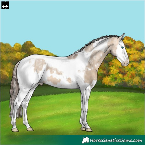 Horse Color:White Spotted Bay Ice Dun Splash Tobiano Appaloosa 