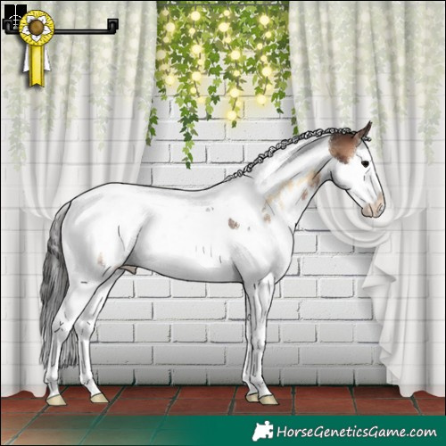 Horse Color:White Spotted Bay Onyx Splash Tobiano Rabicano 