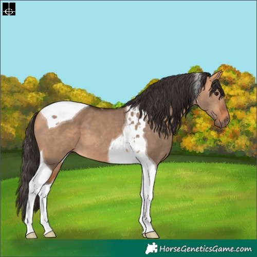 Horse Color:Bay Dun Tobiano 