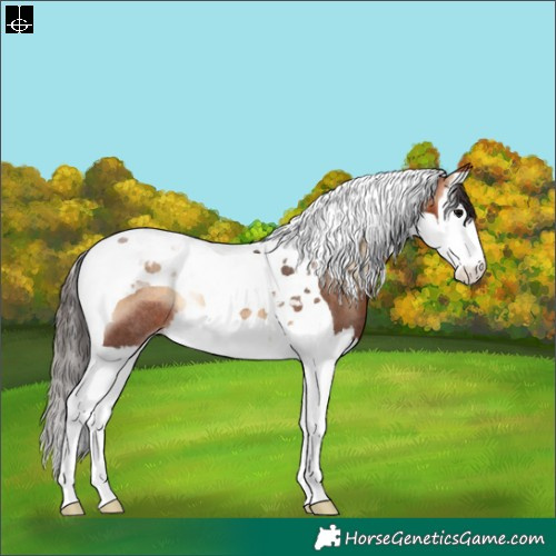 Horse Color:Bay Onyx Splash Tobiano Varnish Rabicano