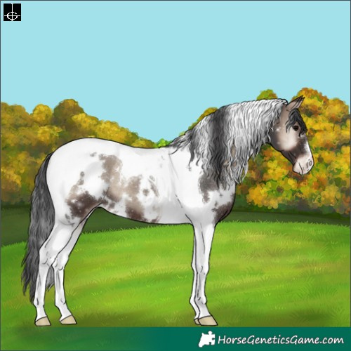 Horse Color:White Spotted Blue Onyx Tobiano Appaloosa 