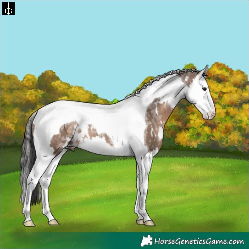 Horse Color:White Spotted Brown Ice Dun Splash Tobiano Rabicano 