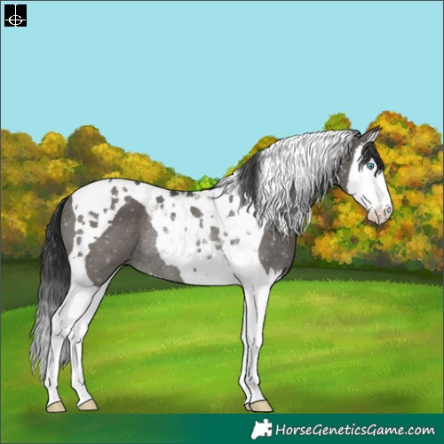 Horse Color:Grullo Splash Tobiano Rabicano 