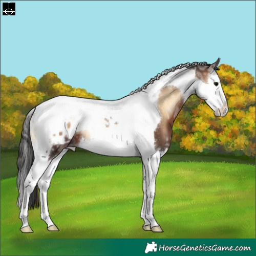 Horse Color:Bay Ice Onyx Splash Tobiano Appaloosa 