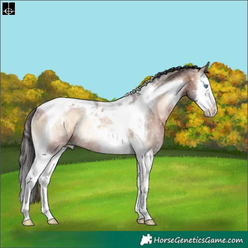 Horse Color:Brown Ice Onyx Splash Tobiano Appaloosa Rabicano 