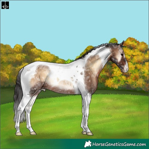 Horse Color:Brown Ice Onyx Tobiano Appaloosa Rabicano 