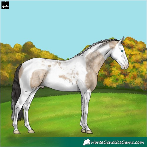 Horse Color:Brown Ice Dun Splash Tobiano 